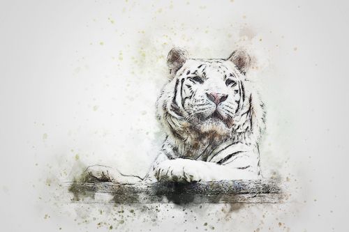 tiger white tiger animal