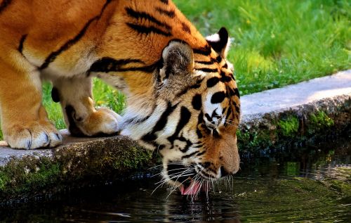 tiger predator fur