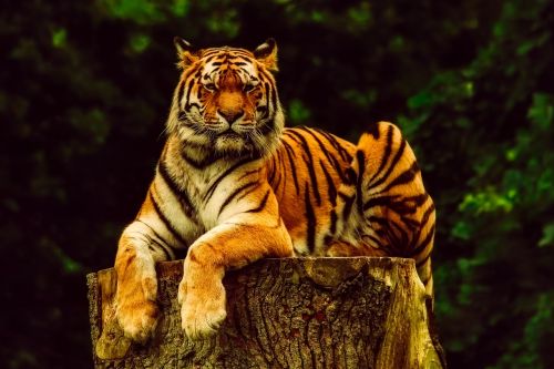 tiger animal wildlife