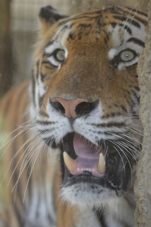 tiger zoo cat