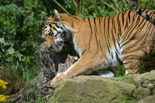 tiger zoo cat