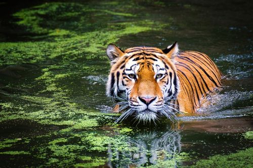 tiger wildlife zoo