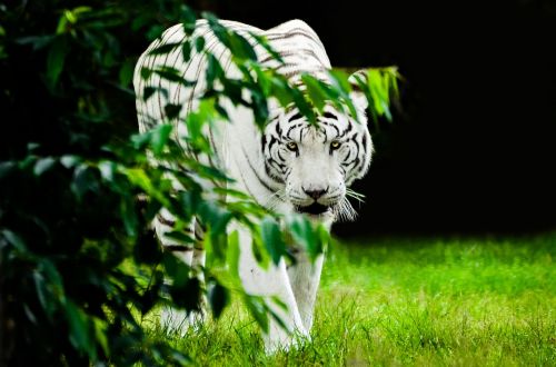tiger white predator