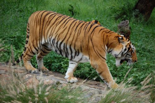 tiger stripe endangered