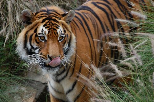 tiger licking nose