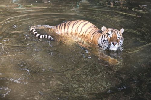 tiger pilsen zoo water