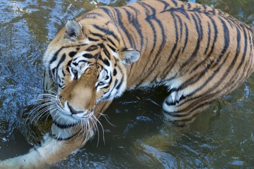 tiger pilsen zoo swim
