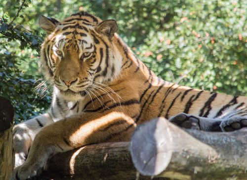 tiger tiergarten schönbrunn