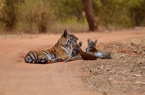 tiger animal wildlife