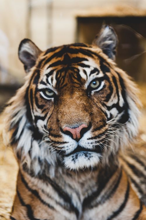 tiger wildlife animal