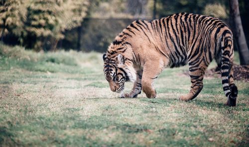 tiger cat animal