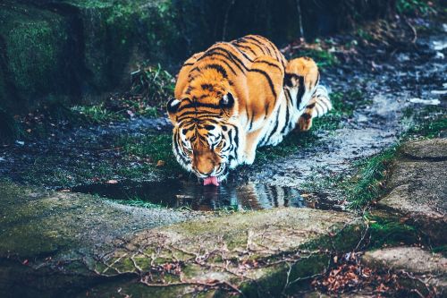 tiger animal wildlife