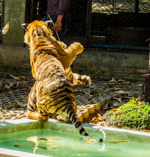 tiger cat tame