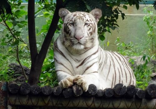 tiger white tiger cat