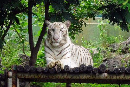 tiger white tiger cat