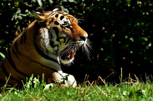 tiger predator fur