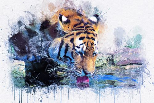 tiger drink animal