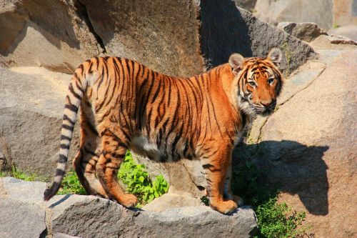 tiger cat animal world