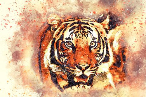 tiger portrait art