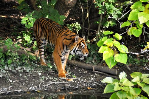 tiger zoo cat