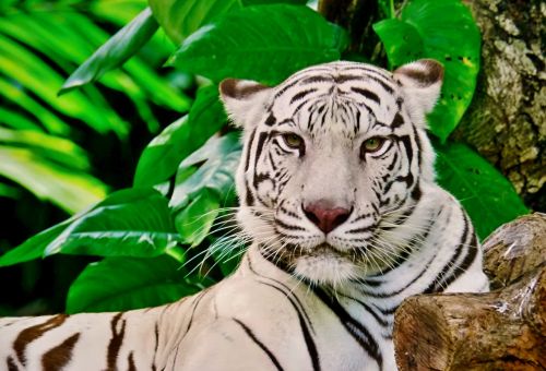 tiger white zoo