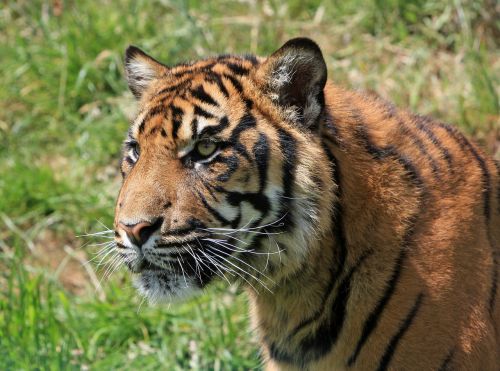 tiger cub big cat