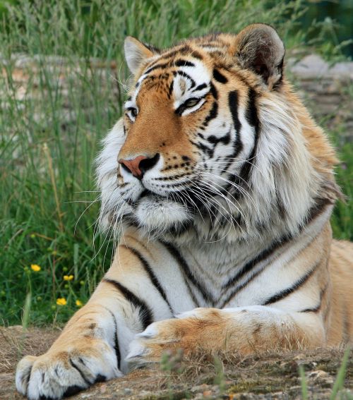 tiger siberian tiger big cat