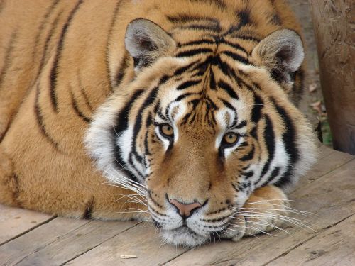 tiger animal beast