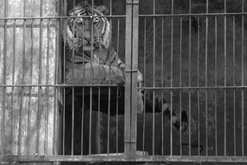 tiger cage not happy