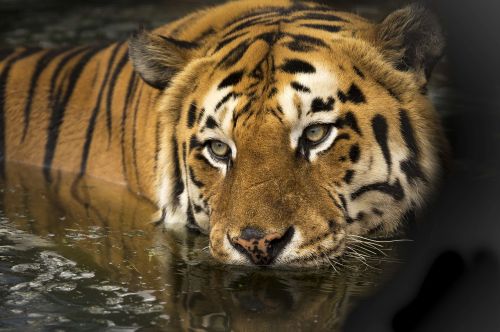 tiger wildlife eyes