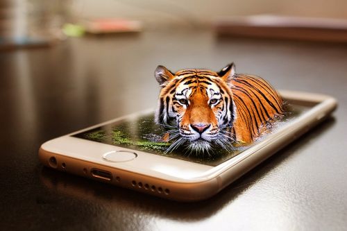 tiger wildlife zoo