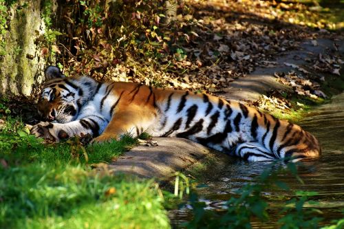 tiger predator fur