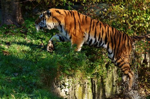 tiger predator jump
