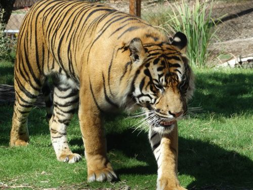 tiger zoo wildlife