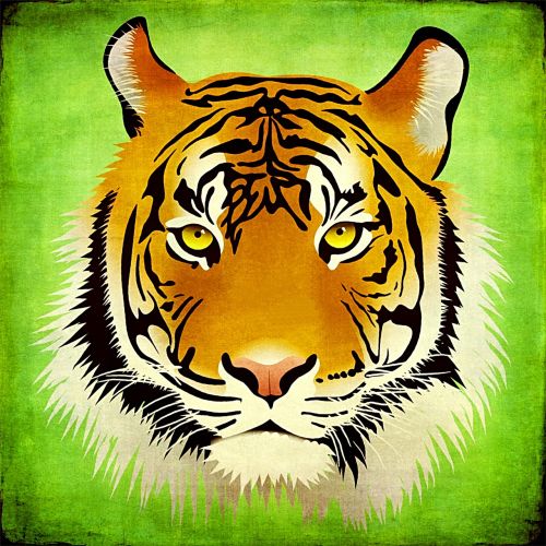 tiger cat animal world
