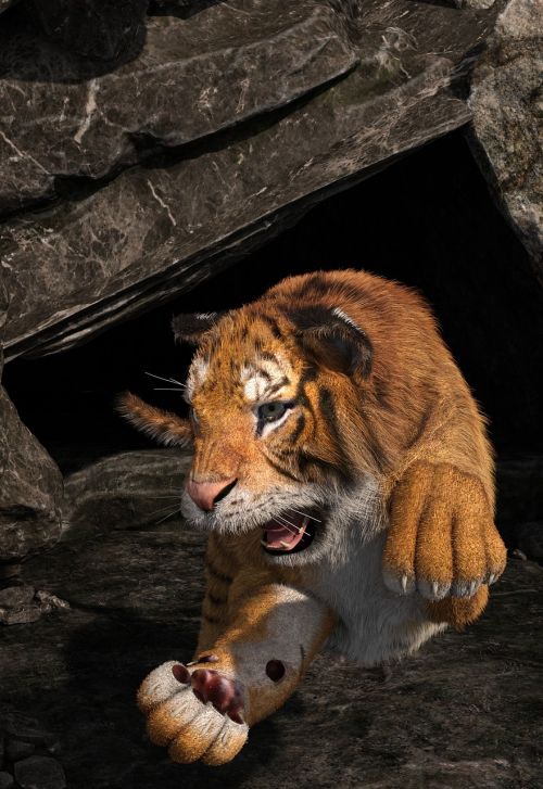 tiger face animal world
