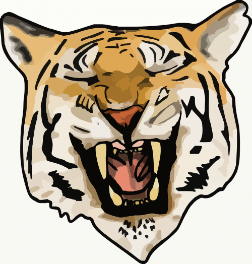 tiger wildcat animal