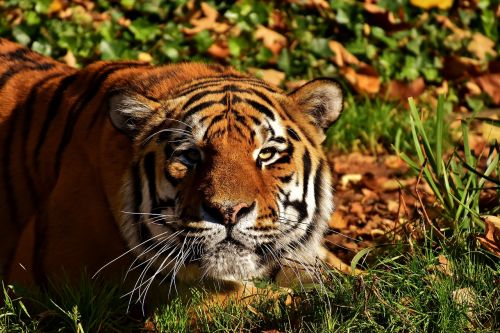 tiger predator lurking