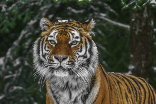tiger animal wild