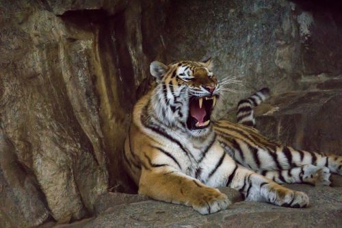 tiger predator tooth