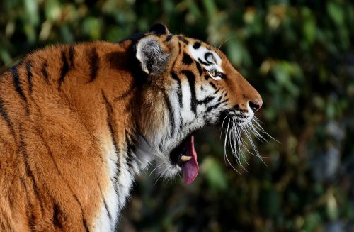 tiger predator yawn