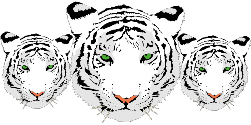 tiger head white