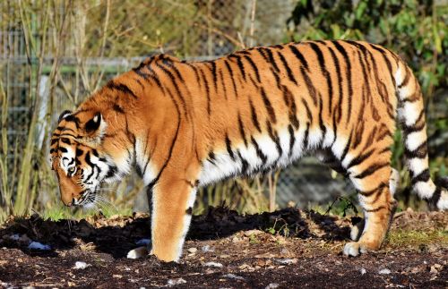 tiger cat predator