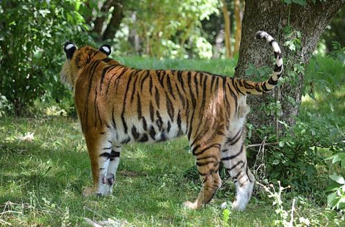 tiger siberian tiger animal man