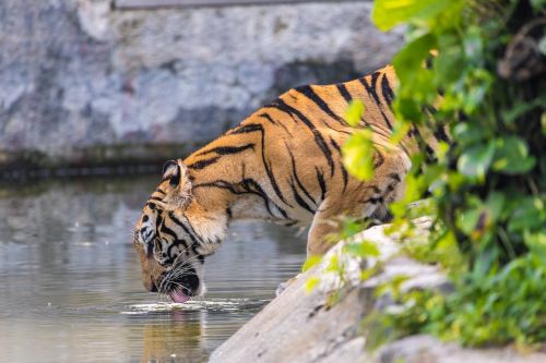tiger drink asian tiger