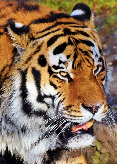 tiger tiger head big cat