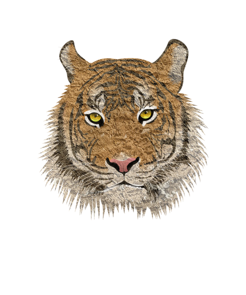 tiger cat animal