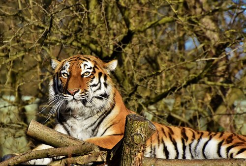 tiger  siberian tiger  big cat