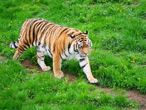 tiger  big cat  cat