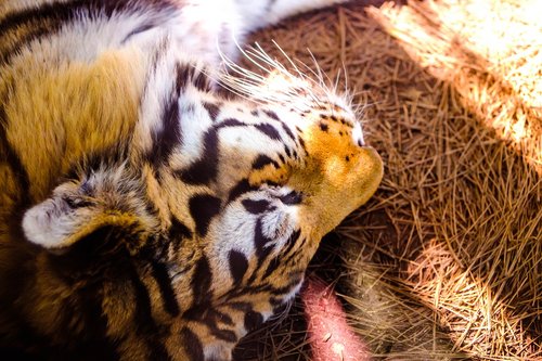 tiger  nap  zoo